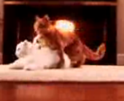 Peta Cat Sex PSA